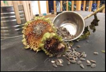 Sunflower head seeds